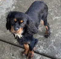 AKC Lady, a female Cavalier King Charles Spaniel for sale in Elk Grove, CA – Photo 3 of 9