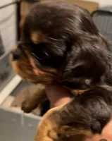 AKC Lady, a female Cavalier King Charles Spaniel for sale in Elk Grove, CA – Photo 9 of 9