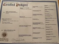 AKC Lady, a female Cavalier King Charles Spaniel for sale in Elk Grove, CA – Photo 7 of 9