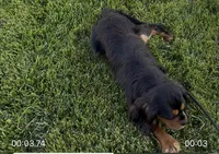 Milo Full AKC, a male Cavalier King Charles Spaniel for sale in Elk Grove, CA – Photo 8 of 10