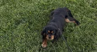 Milo Full AKC, a male Cavalier King Charles Spaniel for sale in Elk Grove, CA – Photo 10 of 10