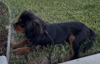 Milo Full AKC, a male Cavalier King Charles Spaniel for sale in Elk Grove, CA – Photo 5 of 10