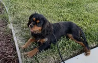 Milo Full AKC, a male Cavalier King Charles Spaniel for sale in Elk Grove, CA – Photo 2 of 10