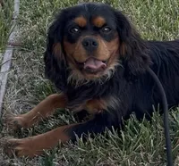 Milo Full AKC, a male Cavalier King Charles Spaniel for sale in Elk Grove, CA – Photo 4 of 10