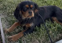 Milo Full AKC, a male Cavalier King Charles Spaniel for sale in Elk Grove, CA – Photo 1 of 10