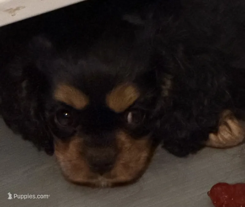 Full AKC Nala – Cavalier King Charles Spaniel puppy for sale in Elk Grove, CA
