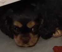 Full AKC Nala, a female Cavalier King Charles Spaniel for sale in Elk Grove, CA – 1 of 1