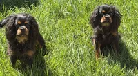 Full AKC Magic, a male Cavalier King Charles Spaniel for sale in Elk Grove, CA – 5 of 5