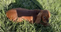 AKC Red, a male Cavalier King Charles Spaniel for sale in Elk Grove, CA – Photo 2 of 4