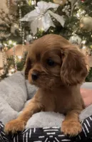 New Litter, a male Cavalier King Charles Spaniel for sale in Elk Grove, CA – Photo 7 of 10