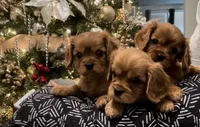 New Litter, a male Cavalier King Charles Spaniel for sale in Elk Grove, CA – Photo 2 of 10