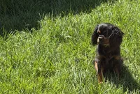 Full AKC Magic, a male Cavalier King Charles Spaniel for sale in Elk Grove, CA – 4 of 5