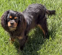 Full AKC Max, a male Cavalier King Charles Spaniel for sale in Elk Grove, CA – 4 of 4