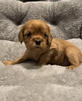 Full AKC Male Green  Collar, a male Cavalier King Charles Spaniel for sale in Elk Grove, CA – Photo 1 of 9