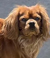 Full AKC Male Green  Collar, a male Cavalier King Charles Spaniel for sale in Elk Grove, CA – Photo 6 of 9