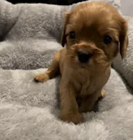 Full AKC Male Green  Collar, a male Cavalier King Charles Spaniel for sale in Elk Grove, CA – Photo 5 of 9