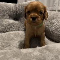 Full AKC Male Green  Collar, a male Cavalier King Charles Spaniel for sale in Elk Grove, CA – Photo 3 of 9