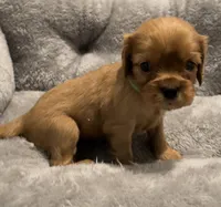 Full AKC Male Green  Collar, a male Cavalier King Charles Spaniel for sale in Elk Grove, CA – Photo 4 of 9