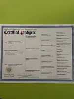 Full AKC Male Green  Collar, a male Cavalier King Charles Spaniel for sale in Elk Grove, CA – Photo 9 of 9