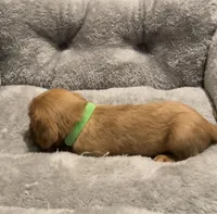 Full AKC Male Green  Collar, a male Cavalier King Charles Spaniel for sale in Elk Grove, CA – Photo 2 of 9