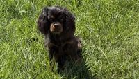 Full AKC Magic, a male Cavalier King Charles Spaniel for sale in Elk Grove, CA – 3 of 5