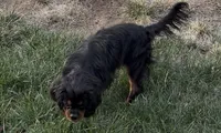 Full AKC Max, a male Cavalier King Charles Spaniel for sale in Elk Grove, CA – 7 of 7