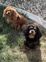 AKC Male Orange Collar, a male Cavalier King Charles Spaniel for sale in Elk Grove, CA – Photo 4 of 9