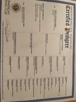 AKC Male Orange Collar, a male Cavalier King Charles Spaniel for sale in Elk Grove, CA – Photo 9 of 9