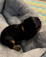 AKC Male Orange Collar, a male Cavalier King Charles Spaniel for sale in Elk Grove, CA – Photo 3 of 9