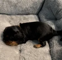 AKC Male Orange Collar, a male Cavalier King Charles Spaniel for sale in Elk Grove, CA – Photo 2 of 9