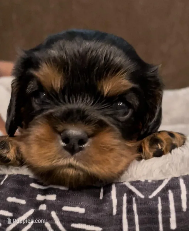 AKC Male Orange Collar