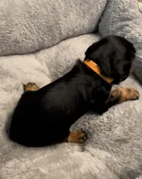 AKC Male Orange Collar, a male Cavalier King Charles Spaniel for sale in Elk Grove, CA – Photo 6 of 9