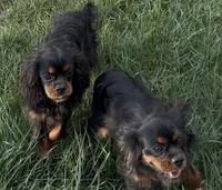 Full AKC Max, a male Cavalier King Charles Spaniel for sale in Elk Grove, CA – 6 of 7