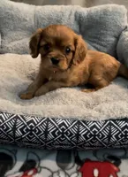 Full AKC Male Blue Collar, a male Cavalier King Charles Spaniel for sale in Elk Grove, CA – Photo 3 of 10