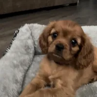 Full AKC Male Blue Collar, a male Cavalier King Charles Spaniel for sale in Elk Grove, CA – Photo 1 of 10