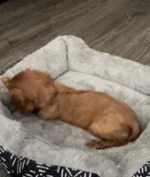 Full AKC Male Blue Collar, a male Cavalier King Charles Spaniel for sale in Elk Grove, CA – Photo 4 of 10