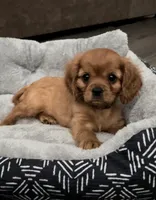 Full AKC Male Blue Collar, a male Cavalier King Charles Spaniel for sale in Elk Grove, CA – Photo 5 of 10