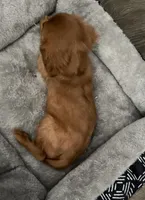 Full AKC Male Blue Collar, a male Cavalier King Charles Spaniel for sale in Elk Grove, CA – Photo 7 of 10