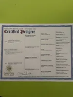 Full AKC Male Blue Collar, a male Cavalier King Charles Spaniel for sale in Elk Grove, CA – Photo 9 of 10