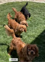 Full AKC Male Blue Collar, a male Cavalier King Charles Spaniel for sale in Elk Grove, CA – Photo 6 of 10