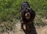 Full AKC Max, a male Cavalier King Charles Spaniel for sale in Elk Grove, CA – 2 of 4