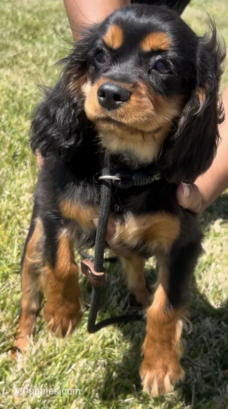 AKC Female Green Collar  #1