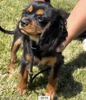 AKC Female Green Collar  #1, a female Cavalier King Charles Spaniel for sale in Elk Grove, CA – Photo 5 of 9