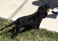 AKC Female Green Collar  #1, a female Cavalier King Charles Spaniel for sale in Elk Grove, CA – Photo 2 of 9