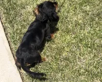 AKC Female Green Collar  #1, a female Cavalier King Charles Spaniel for sale in Elk Grove, CA – Photo 6 of 9