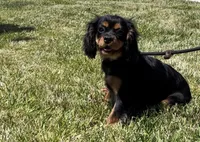AKC Female Green Collar  #1, a female Cavalier King Charles Spaniel for sale in Elk Grove, CA – Photo 3 of 9