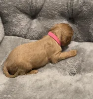 Full AKC Female Pink collar, a female Cavalier King Charles Spaniel for sale in Elk Grove, CA – Photo 6 of 9