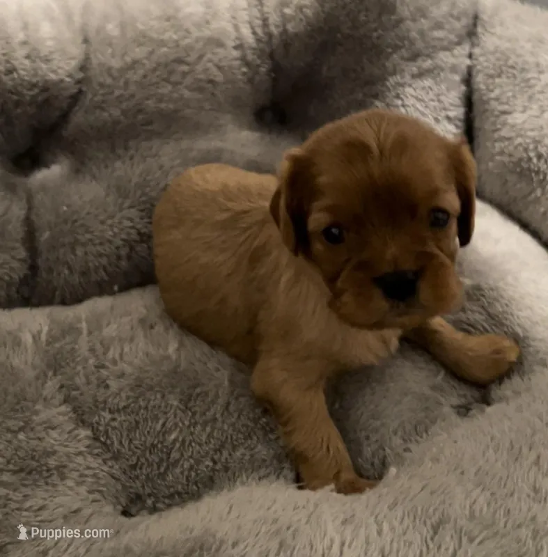 Full AKC Female Pink collar