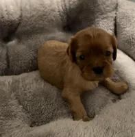 Full AKC Female Pink collar, a female Cavalier King Charles Spaniel for sale in Elk Grove, CA – Photo 1 of 9