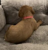 Full AKC Female Pink collar, a female Cavalier King Charles Spaniel for sale in Elk Grove, CA – Photo 5 of 9